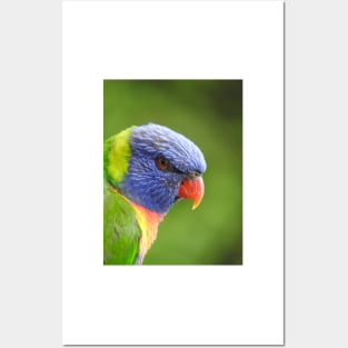 Rainbow Lorikeet Posters and Art